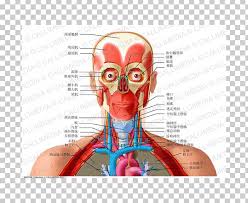 Anatomy for plastic surgery of the face, head, and neck details the complex regional anatomy. Anatomy Human Body Recurrent Laryngeal Nerve Human Head Neck Png Clipart Anatomy Anterior Blood Vessel Degree