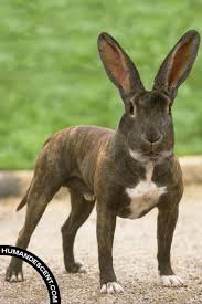 Dog Rabbit Bull Terrier Puppy Pitbull Terrier Pitbull Dog
