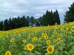 Shopee indonesia jual beli di ponsel dan online. Bunga Matahari Di Haguro Yamagata Japan Travel