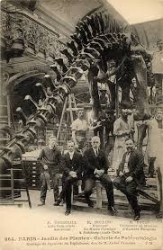 1908 Montaje Del Esqueleto De Un Diplodocus En El Jardin Des Plantes Paris Fossiles Animaux Prehistoriques Paleontologie
