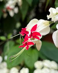 Image result for Clerodendrum schweinfurthii