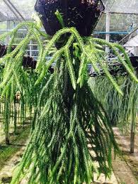 Image result for Xerophyta squarrosa