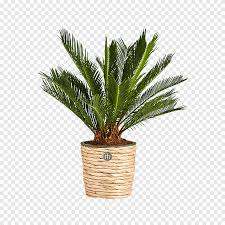 A coconut palm tree (cocos nucifera) features large, ornamental palm leaves as a houseplant but doesn't flower or produce coconuts. How To Grow Fresh Air 50 Houseplants That Purify Your Home Or Office Flowerpot Coconut Plant Leaf Artificial Flower Png Pngegg