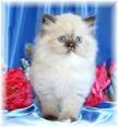 himalayan kittens for sale in Virginia Classifieds & Buy ...