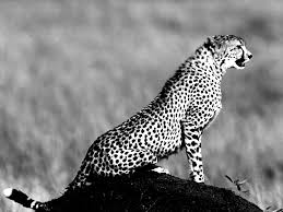 Black And White Cheetah Photography Pin By Gary Cuccia On Another Black And White Photography Board Animals Cheetah Wallpaper Cheetah Animal
