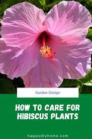 See full list on growerexperts.com How To Care For Hibiscus Plants Happy Diy Home