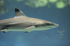 Toledo Zoo Aquarium Reef Shark Animals Fish Pet