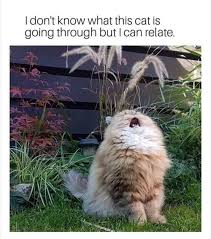 We did not find results for: 45 Way Too Funny Work Stress Memes That Will Make You Go Same Fairygodboss