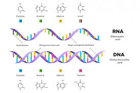 Vom aufbau her ist die rna der dna ähnlich. Ribonukleinsaure Aufbau Funktion Krankheiten Medlexi De