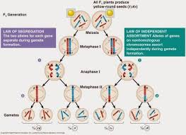 Image Result For Law Of Segregation And Independent Assortment Meiosis Genetics Pharmacy Technician