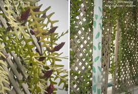 When a cactus tree dies you can see what it is made of: Sunlight Stimulates Fishbone Cactus Bloom Epod A Service Of Usra
