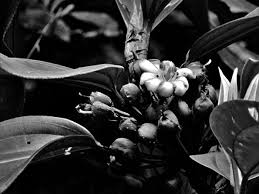 Image result for Warneckea cordiformis