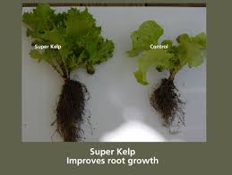 Right fertilizer fertilizers come in many forms. Super Kelp Organic Liquid Seaweed Extract Bulk