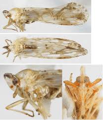 Image result for Arthropteris anniana