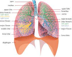 A Schematic Drawing Of The Lungs And Airway Tree In Which Several Download Scientific Diagram
