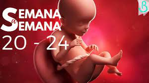 Semanas 20 24 De Embarazo 6 Meses Semana A Semana Baby Suite By Pau Youtube