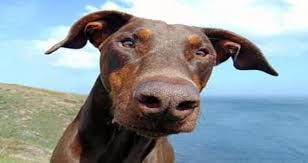 A weim's nose is dark gray. Hi My Dog S Lips And Nose Are Losing Color Turning Pink What Can That Be Petcoach