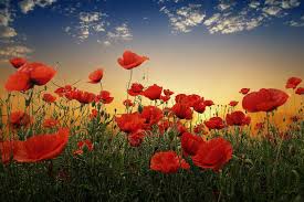 Red Poppies Landscape Photos Beautiful Flowers Pictures Poppy Wallpaper Flowers Photography