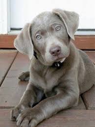 Some Of The Things We All Like About The Friendly Yellow Labrador Retriever Puppy Labradorx Labradorretrievers Labradorfacts Cute Dogs Cute Puppies Pets