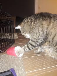 Cats lovecured meats, but you have to restrict how much and how often they eat them because they contain excessive amounts of salt or pepper. Cats Apparently Love To Steal Wendy S Chicken Nuggets