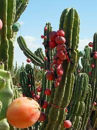 San pedro cactus fruit edible. Pin By Lena Churyumova On Cvetochki Peruvian Apple Cactus Apple Cactus Planting Succulents