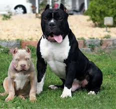 The Little Fella Looks Awesome And Tough Dogs Pitbulls Cute Dogs