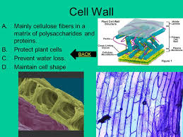 Some plant cells have a cell wall consisting of a single layer. Cellular Biology Ppt Download