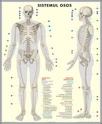Mişcarea asigură relaţia organismelor cu mediul lor de viaţă. Schelet Uman Sistemul Muscular Duo FaÅ£Äƒ Verso Dim 810x1000 Mm Eduvolt