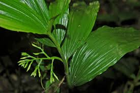 Image result for Corymborkis