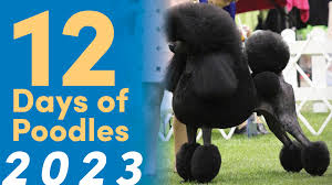 12 Days of Poodles 2023 | Leading Edge Dog Show Academy