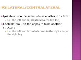 Choose from 24 different sets of flashcards about ipsilateral on quizlet. Ipsilateral Contralateral Ppt Download