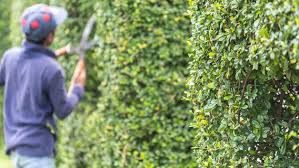 Unterschiedliche heckenarten werden zu unterschiedlichen zeiten geschnitten. Hecken Im Sommer In Form Schneiden Ndr De Ratgeber Garten Zierpflanzen
