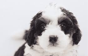 12 Facts Only Bernedoodle People Understand The Dog People By Rover Com