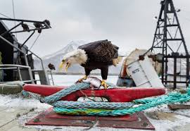 Eagles — hotel california eagles — take it easy eagles — new kid in town The Alaskan Harbor Where Bald Eagles Scavenge Like Pigeons Wired