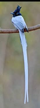 Pin On Birds