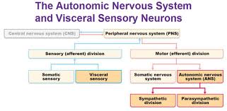 the autonomic nervous system