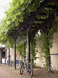Image result for pruning grapes on a pergola