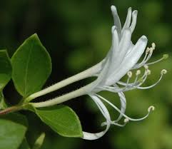 Image result for Lonicera confusa