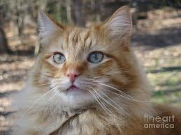 Maybe you would like to learn more about one of these? Blue Eyes Long Hair Orange Tabby Kitten Novocom Top