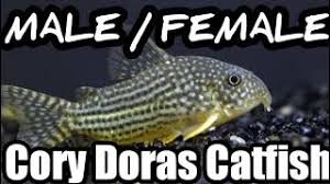 Bronze corydoras stock image image of catfish bronze 45653831. Cory Catfish Male And Female Difference Corycatfishmaleorfemale Youtube