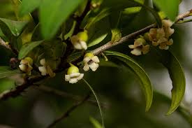 Image result for Diospyros natalensis