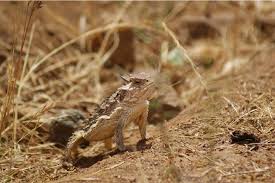 Image result for Blepharis dunensis