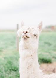 Image Result For Alpaca Photography Farm Photography Alpaca Farm Alpaca
