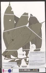 Image result for Polyceratocarpus