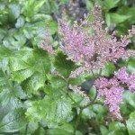 After blooming has finished for the season, feel free to clip off any spent flower stems. Winterizing Astilbe Plants How To Care For Astilbe Plants In Winter