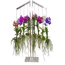 A page built by a canadian, for canadian orchid collectors/growers. Orchids Flora More