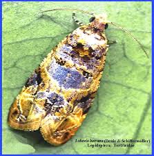 Image result for Lobesia botrana grapevine