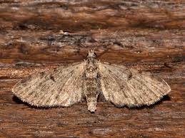 Image result for Eupithecia lanceata