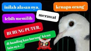 Makna Dan Filosofi Memelihara Burung Puter Yg Wajib Kamu Tau