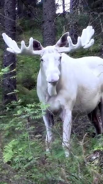 The legendary white moose first appeared in Sweden sometime in the 1930s.  They are not albino, but they have a defect in the genetic code which means  the coat does not store pigment. The phenomenon is ...